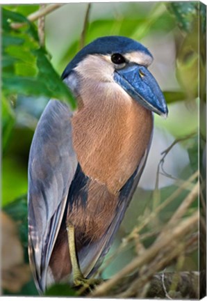 Framed Boat-Billed Heron, Tortuguero, Costa Rica Print