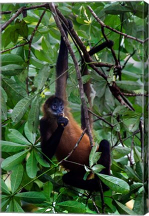 Framed Spider Monkey, Sarapiqui, Costa Rica Print