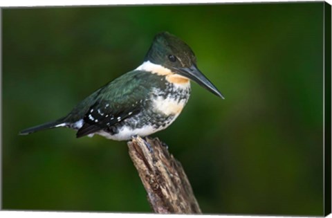 Framed Green Kingfisher, Tortuguero, Costa Rica Print