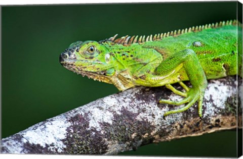 Framed Green Iguana, Tarcoles River, Costa Rica Print