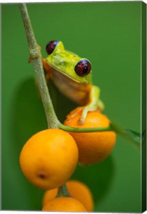 Framed Red-Eyed Tree Frog (Agalychnis callidryas), Tarcoles River, Pacific Coast, Costa Rica Print