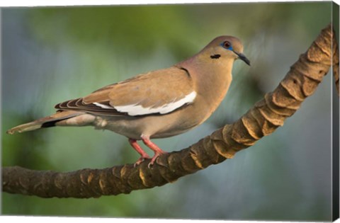 Framed White-Winged Dove, Tarcoles River, Costa Rica Print