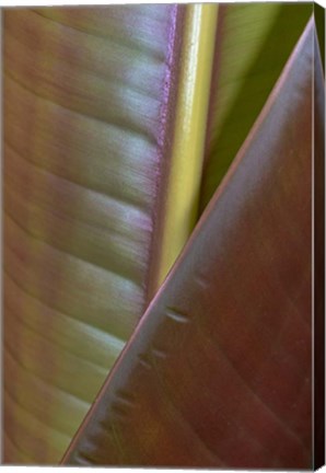 Framed Banana Leaf, Sarapiqui, Costa Rica Print