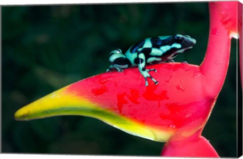 Framed Green and Black Poison Dart Frog, Sarapiqui, Costa Rica Print