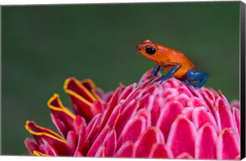 Framed Strawberry Poison-Dart Frog, Sarapiqui, Costa Rica Print