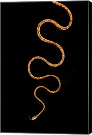 Framed Blunt-Headed Tree Snake, Sarapiqui, Costa Rica Print