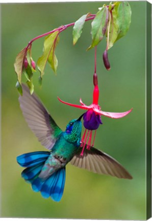 Framed Green Violetear, Savegre, Costa Rica Print