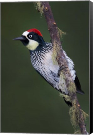 Framed Acorn Woodpecker on Branch, Savegre, Costa Rica Print