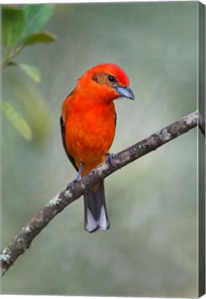 Framed Flame-Colored Tanager, Sarapiqui, Costa Rica Print