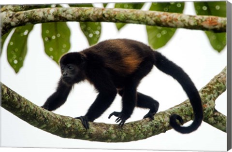 Framed Black Howler Monkey, Sarapiqui, Costa Rica Print