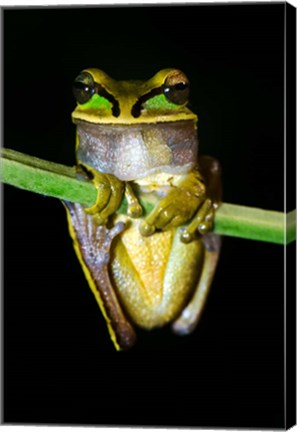 Framed Masked Tree Frog Sarapiqui, Costa Rica Print