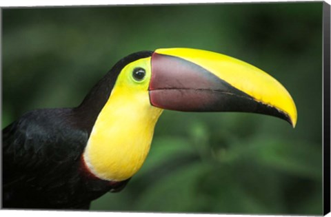 Framed Keel-Billed Toucan, Sarapiqui, Costa Rica Print