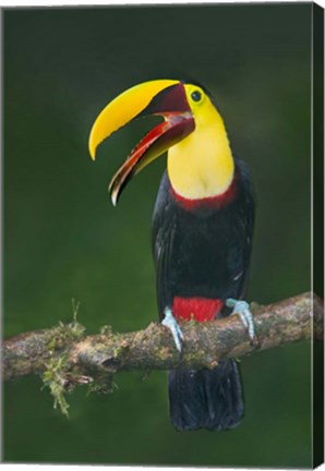 Framed Keel-Billed Toucan, Sarapiqui, Costa Rica Print