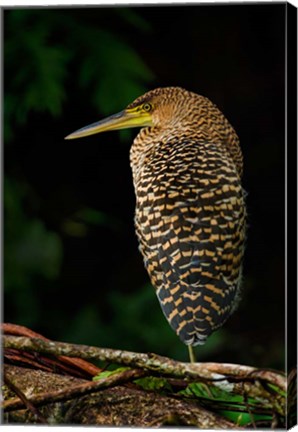 Framed Bare-Throated Tiger Heron, Tortuguero, Costa Rica Print