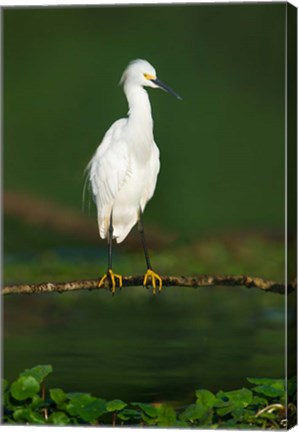 Framed Snowy Egret, Tortuguero, Costa Rica Print