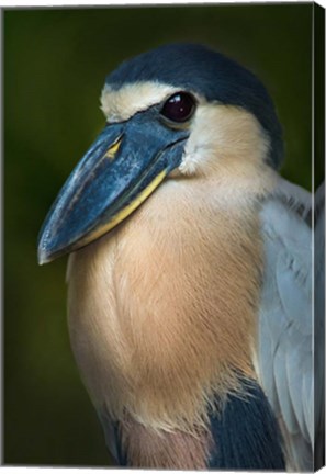 Framed Boat-Billed Heron, Tortuguero, Costa Rica Print