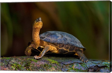 Framed Black Marsh Turtle, Tortuguero, Costa Rica Print