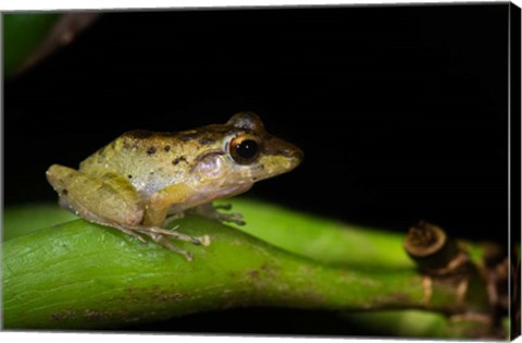 Framed Tink Frog, Tortuguero, Costa Rica Print