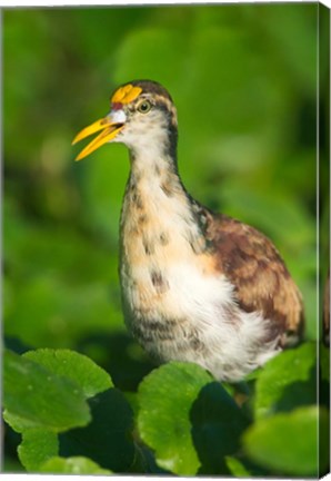Framed Northern Jacana, Tortuguero, Costa Rica Print