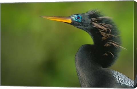 Framed Anhinga, Tortuguero, Costa Rica Print