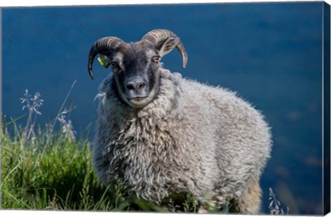 Framed Sheep Grazing, Iceland Print