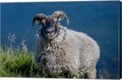 Framed Sheep Grazing, Iceland Print