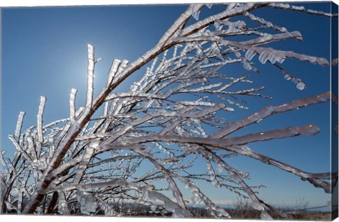 Framed Ice Crystals on tree branches, Iceland Print