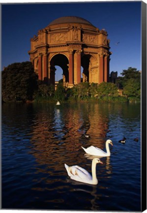 Framed Swans and Palace of Fine Arts Print