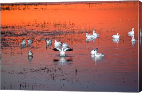 Framed Snow Geese On Water Print