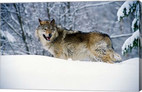 Framed Gray Wolf in Snow Print