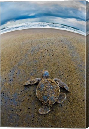 Framed Green Sea Turtle, Tortuguero, Costa Rica Print