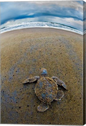 Framed Green Sea Turtle, Tortuguero, Costa Rica Print