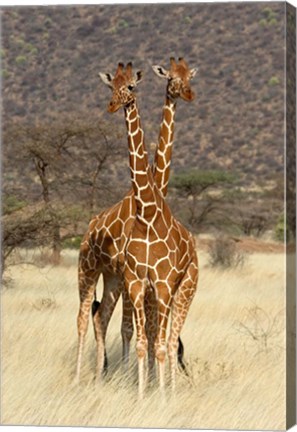 Framed Reticulated Giraffe Print