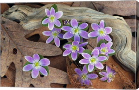 Framed Hepatica Flowers, Michigan Print