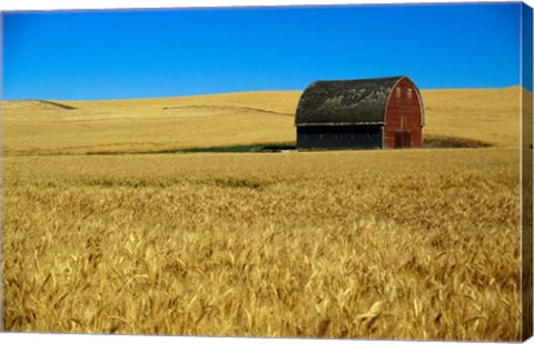 Framed Red barn in wheat field, Palouse region, Washington, USA. Print