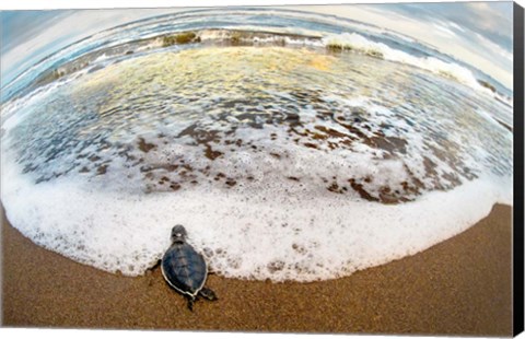 Framed Green Sea Turtle, Tortuguero, Costa Rica Print