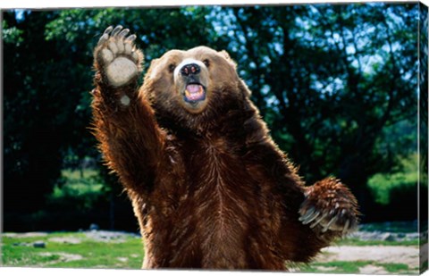 Framed Grizzly Bear On Hind Legs Print