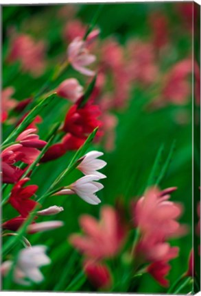 Framed Kaffir Lily Flowers In Bloom Print