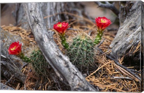 Framed Hedgehog Cactus in Bloom Print
