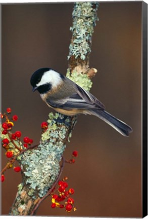 Framed Black-capped Chickadee Bird Print