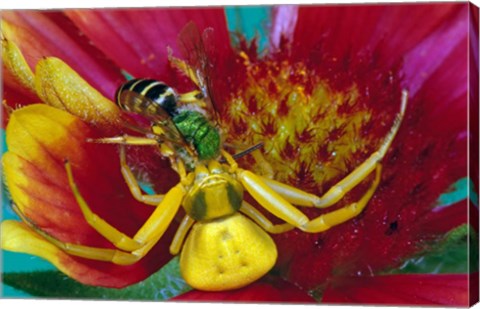 Framed Goldenrod Crab Spider Print