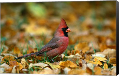 Framed Male Cardinal Print