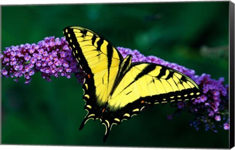 Framed Tiger Swallowtail Butterfly Print