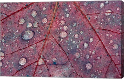 Framed Water Droplets on Maple Leaf Print