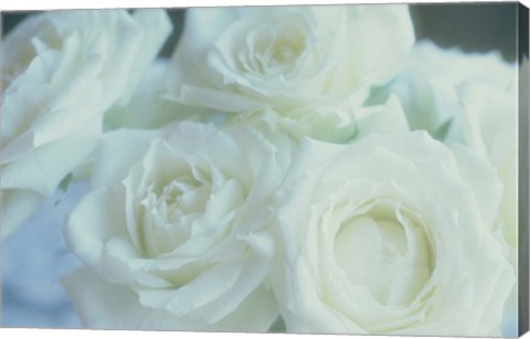 Framed Flowers Roses Print