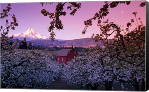 Framed Apple Trees in Oregon Print