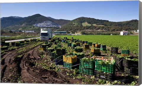 Framed Harvesting Lettuce near Ventas de Zafarraya, Spain Print