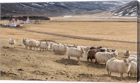 Framed Flock of Sheep, Iceland Print