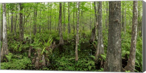 Framed Six Mile Cypress Slough Preserve in Fort Myers, Florida Print