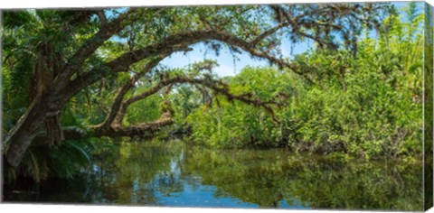 Framed Estero River in Fort Myers, Florida Print